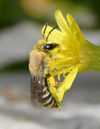 Réf. 241 413 : Colletes sp.